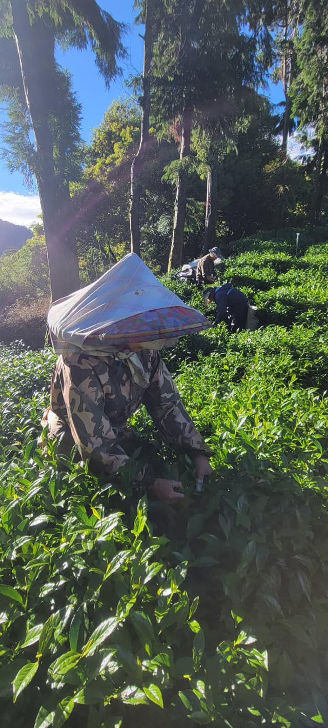 吊橋頭比賽冠軍茶